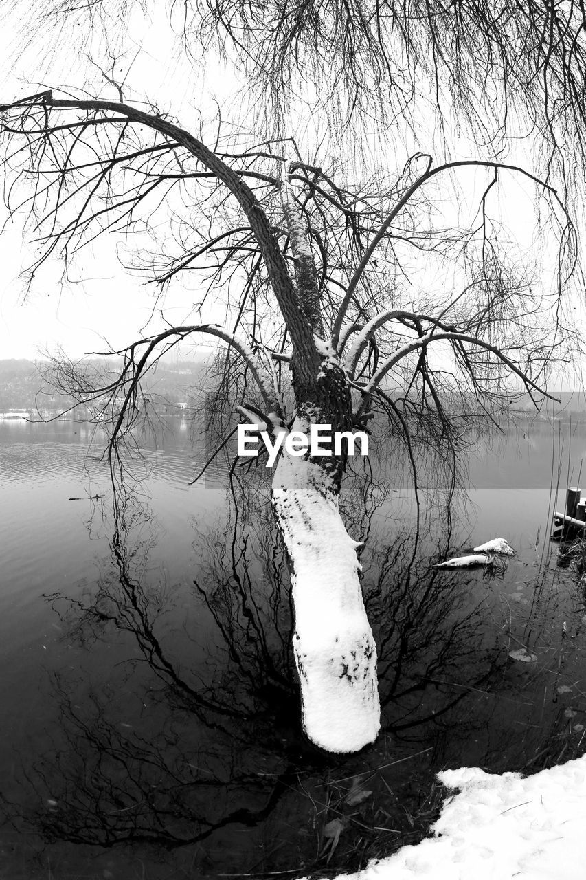 VIEW OF FROZEN LAKE AGAINST BARE TREE