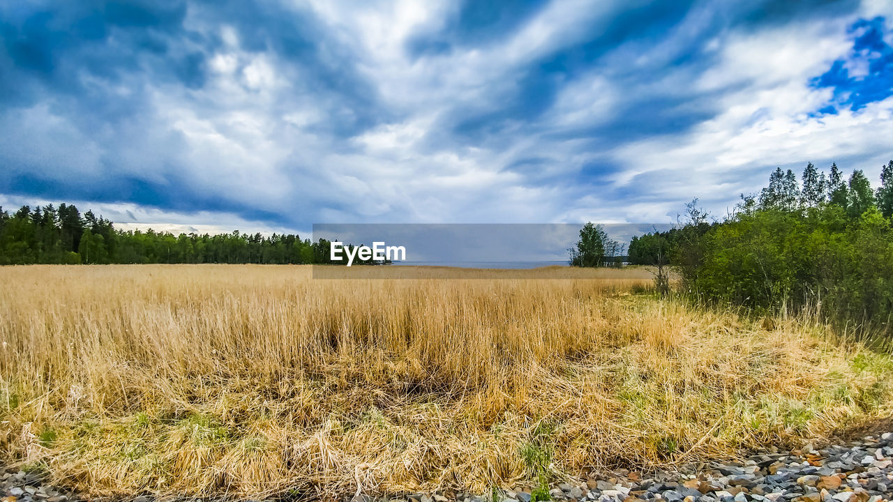 Scenic view of field against sky