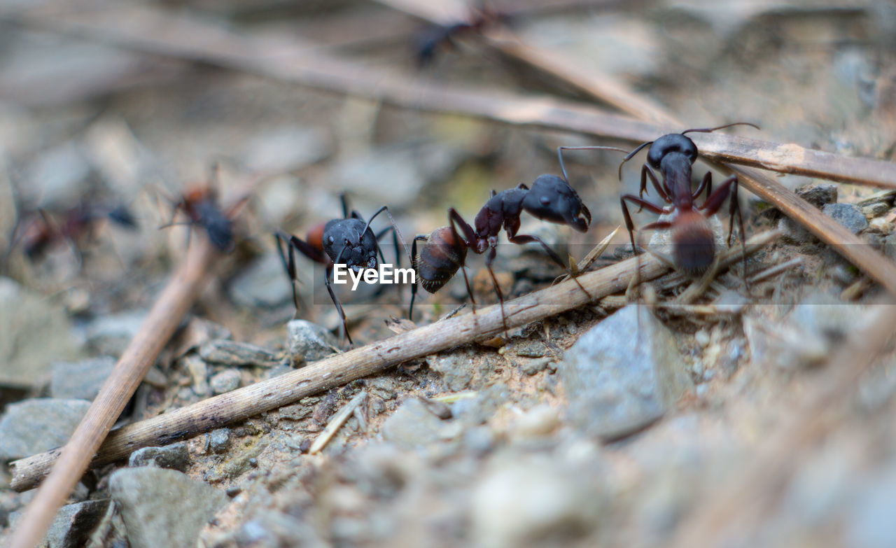 animal, animal themes, animal wildlife, insect, wildlife, ant, close-up, macro photography, group of animals, nature, selective focus, no people, pest, day, outdoors, branch, large group of animals, land