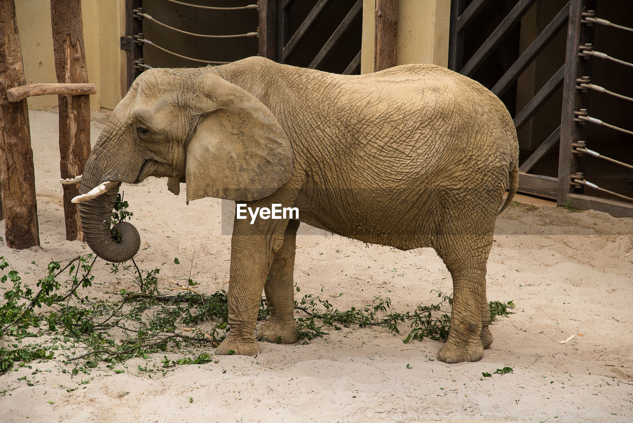 elephant standing in zoo