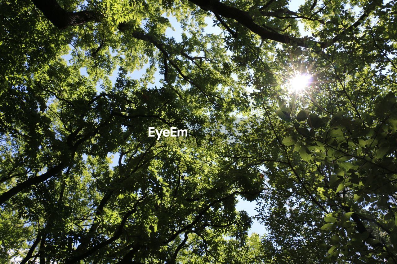 Close-up low angle view of trees