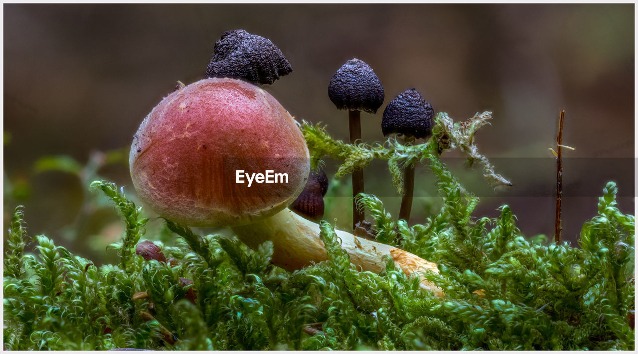 Close-up of mushrooms growing outdoors