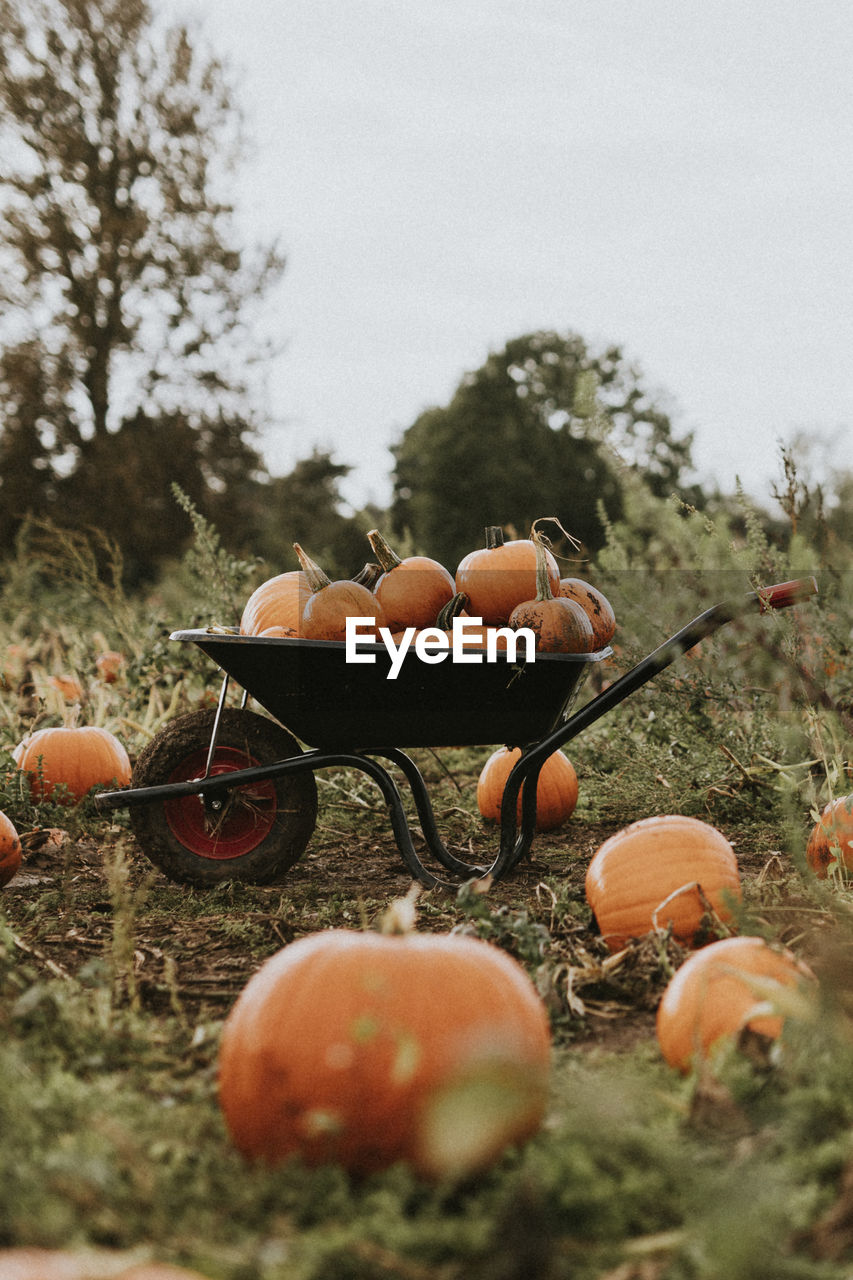 Freshly harvested pumpkins background food photography