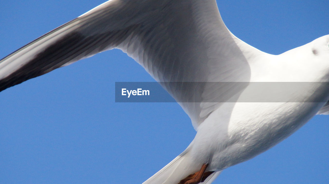 bird, animal themes, animal, wildlife, animal wildlife, seabird, blue, gull, beak, sky, wing, clear sky, no people, flying, nature, european herring gull, low angle view, white, one animal, spread wings, day, animal body part, seagull, outdoors, animal wing, sunny