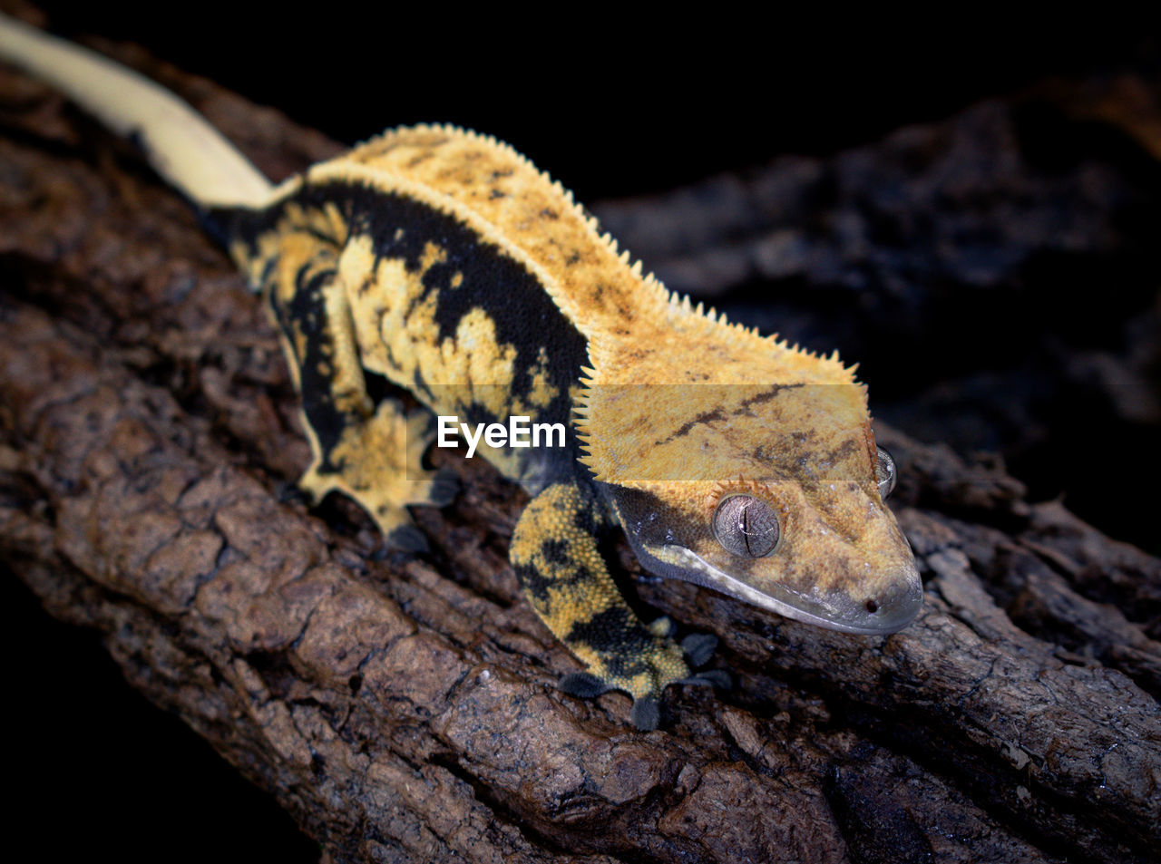close-up of iguana on tree trunk