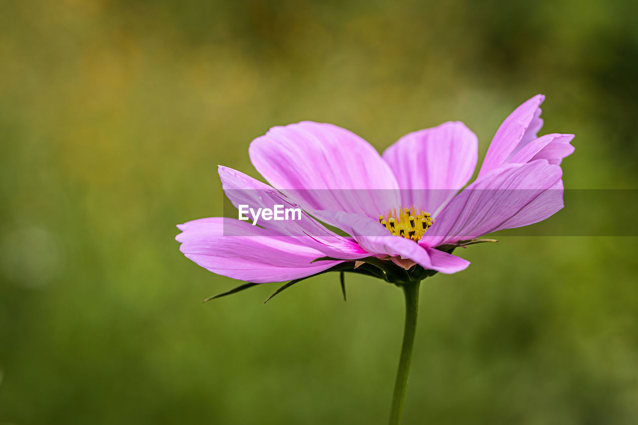 CLOSE-UP OF PINK COSMOS FLOWER AGAINST PURPLE BACKGROUND