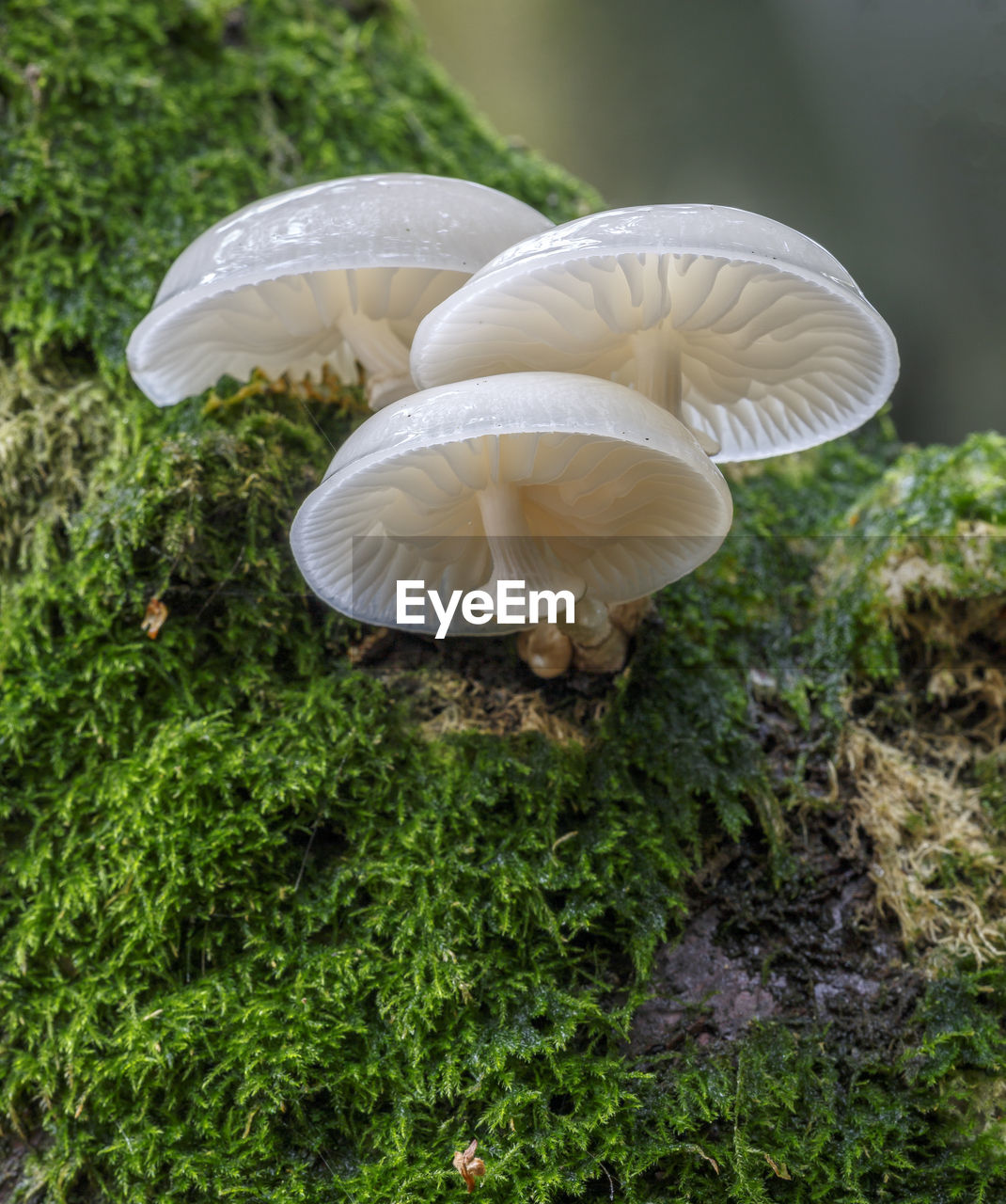 Close-up of white mushrooms