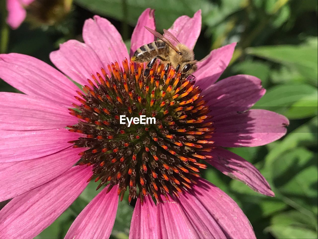 CLOSE-UP OF HONEY BEE ON PINK CONEFLOWER
