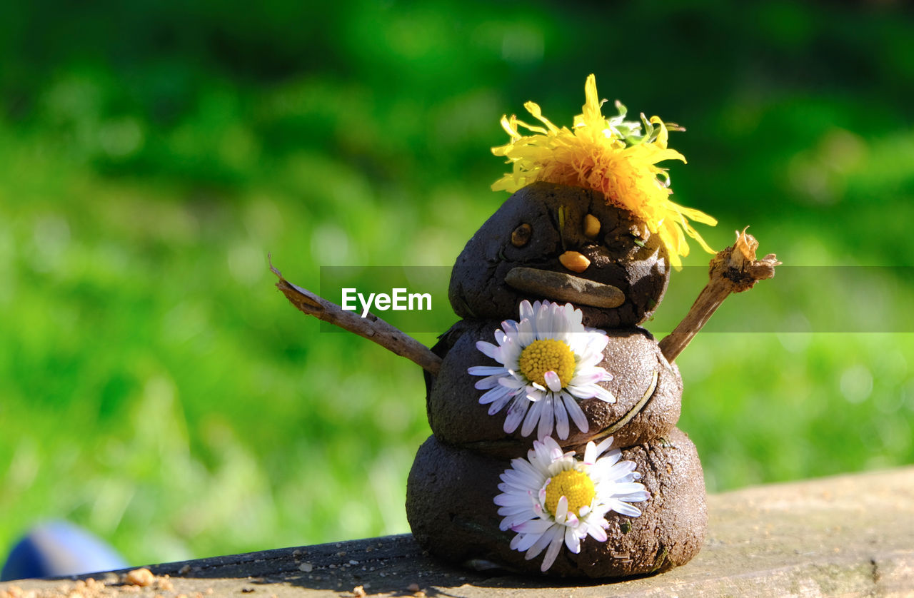 flower, flowering plant, plant, nature, yellow, animal, no people, animal themes, freshness, beauty in nature, outdoors, green, macro photography, focus on foreground, animal wildlife, day, representation, close-up, flower head, fragility