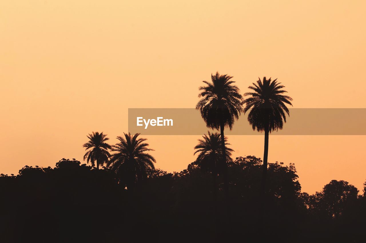 SILHOUETTE PALM TREES AGAINST CLEAR SKY DURING SUNSET