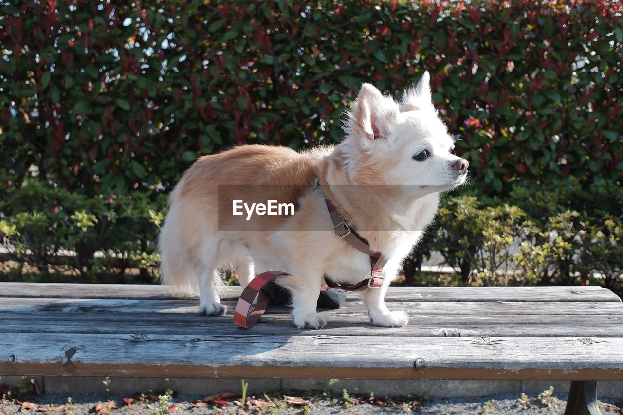 WHITE DOG LOOKING AWAY OUTDOORS