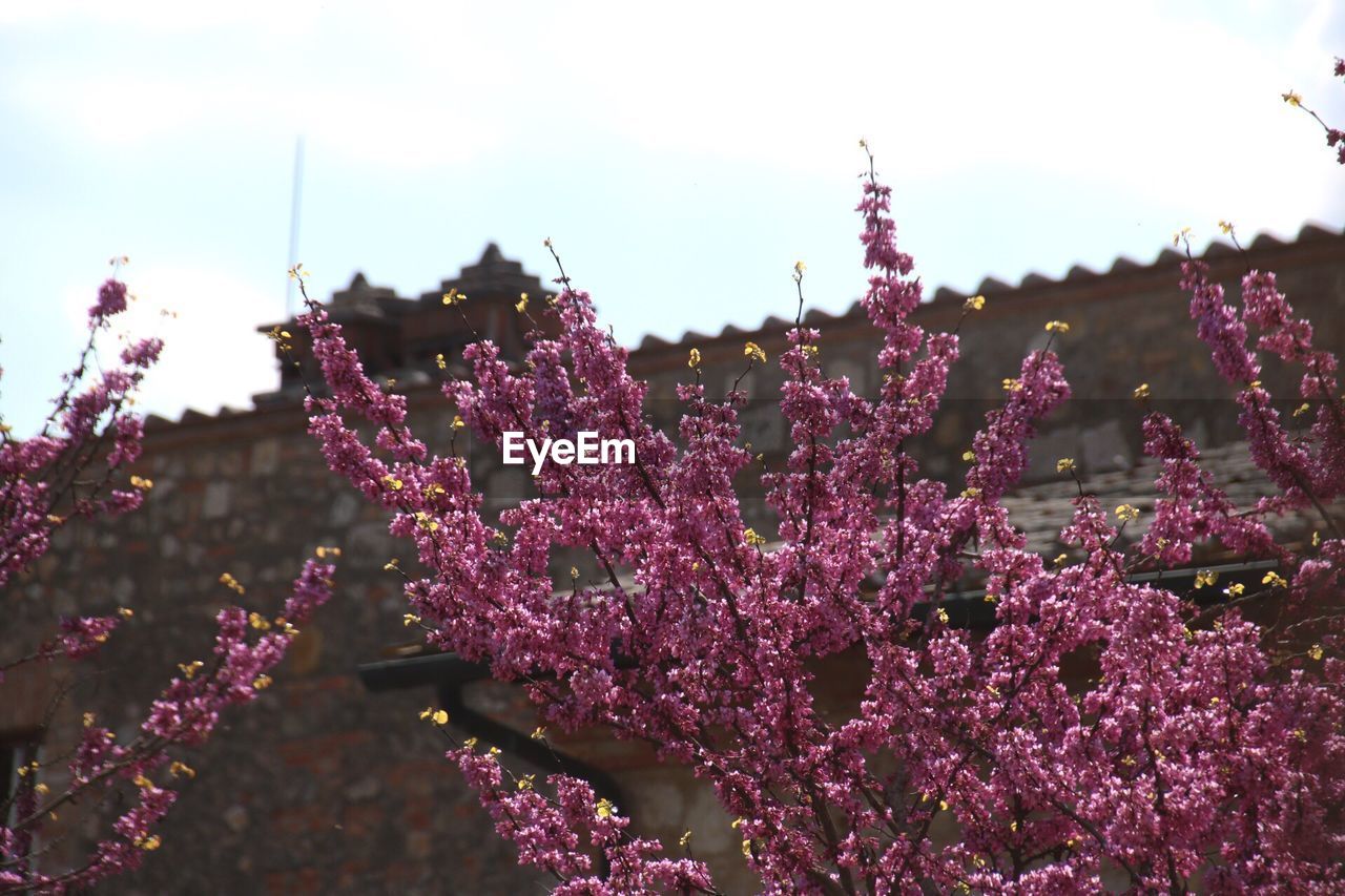 PINK FLOWERS BLOOMING OUTDOORS