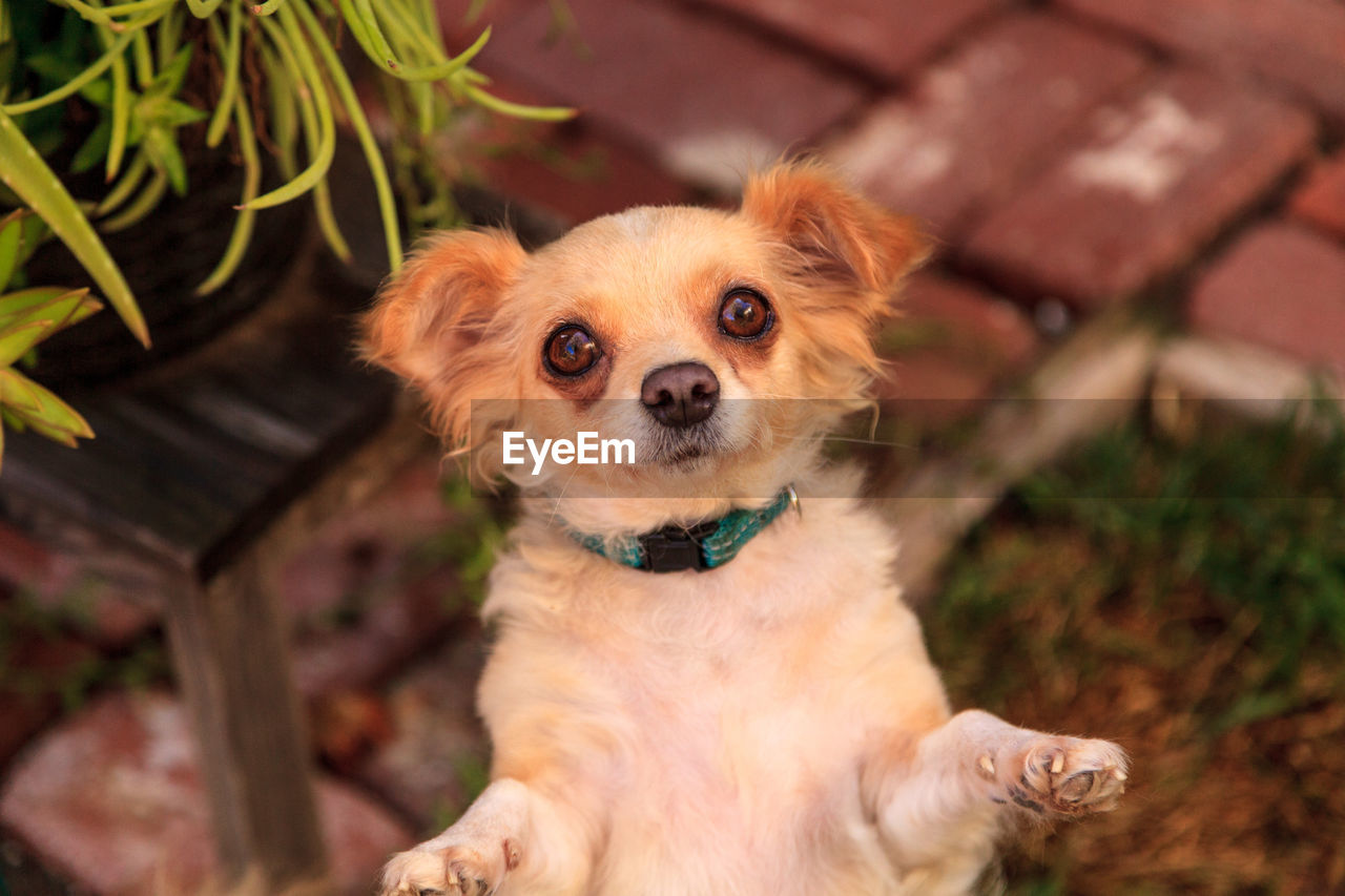 Close-up high angle portrait of a puppy