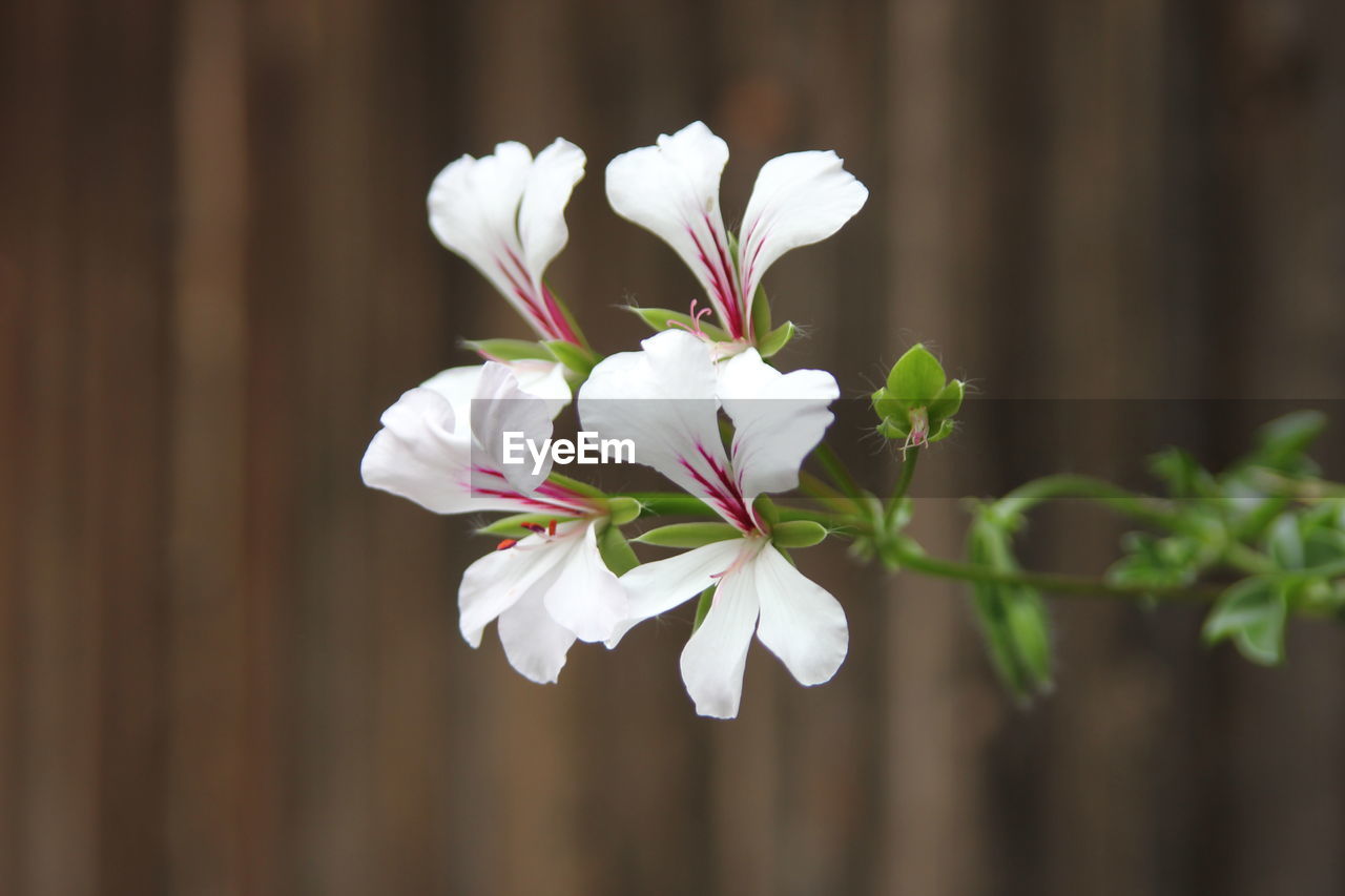 Close-up of white flowering plant
