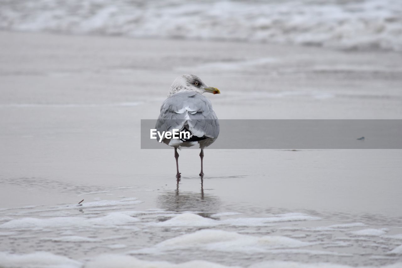 SEAGULLS ON BEACH