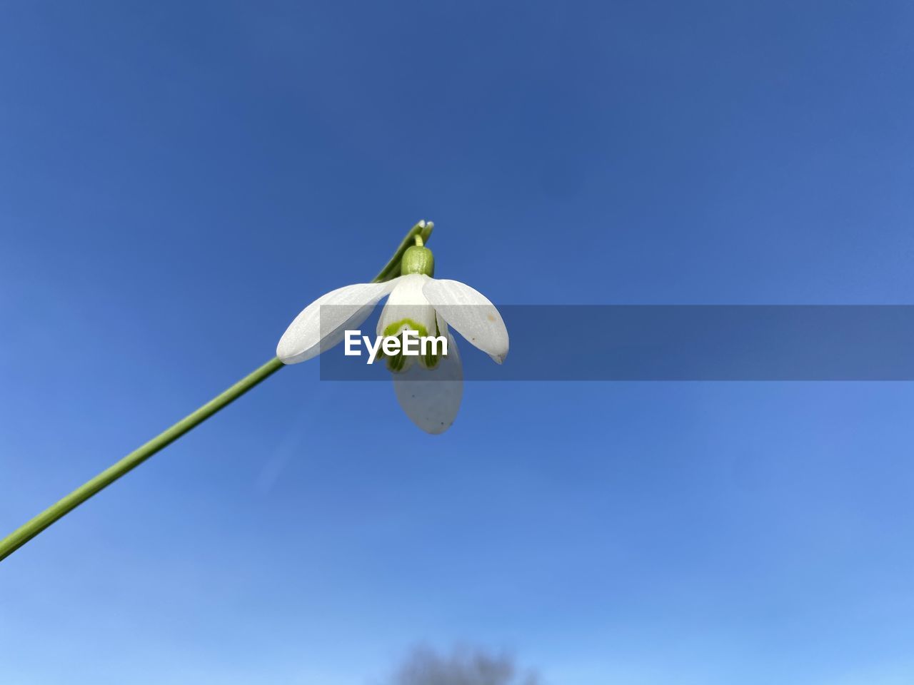 LOW ANGLE VIEW OF WHITE FLOWERING PLANT AGAINST CLEAR BLUE SKY