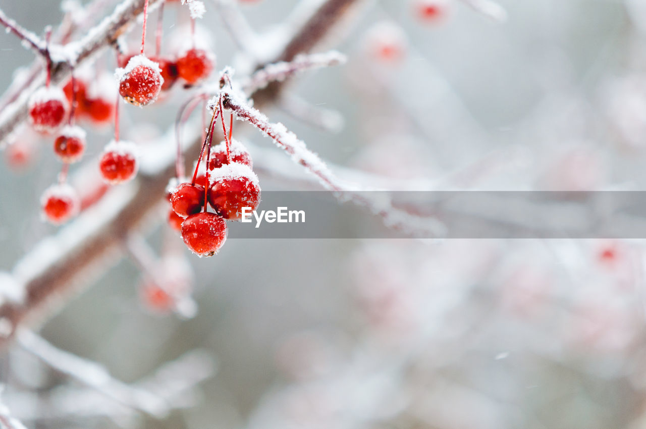 Close-up of frozen berries on tree