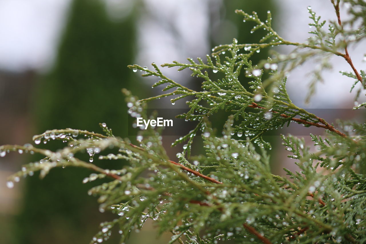 Close-up of wet plant during rainy season