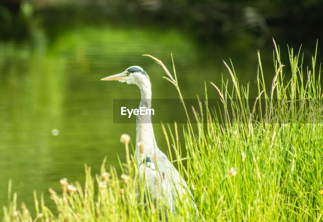 BIRD PERCHING ON GRASS