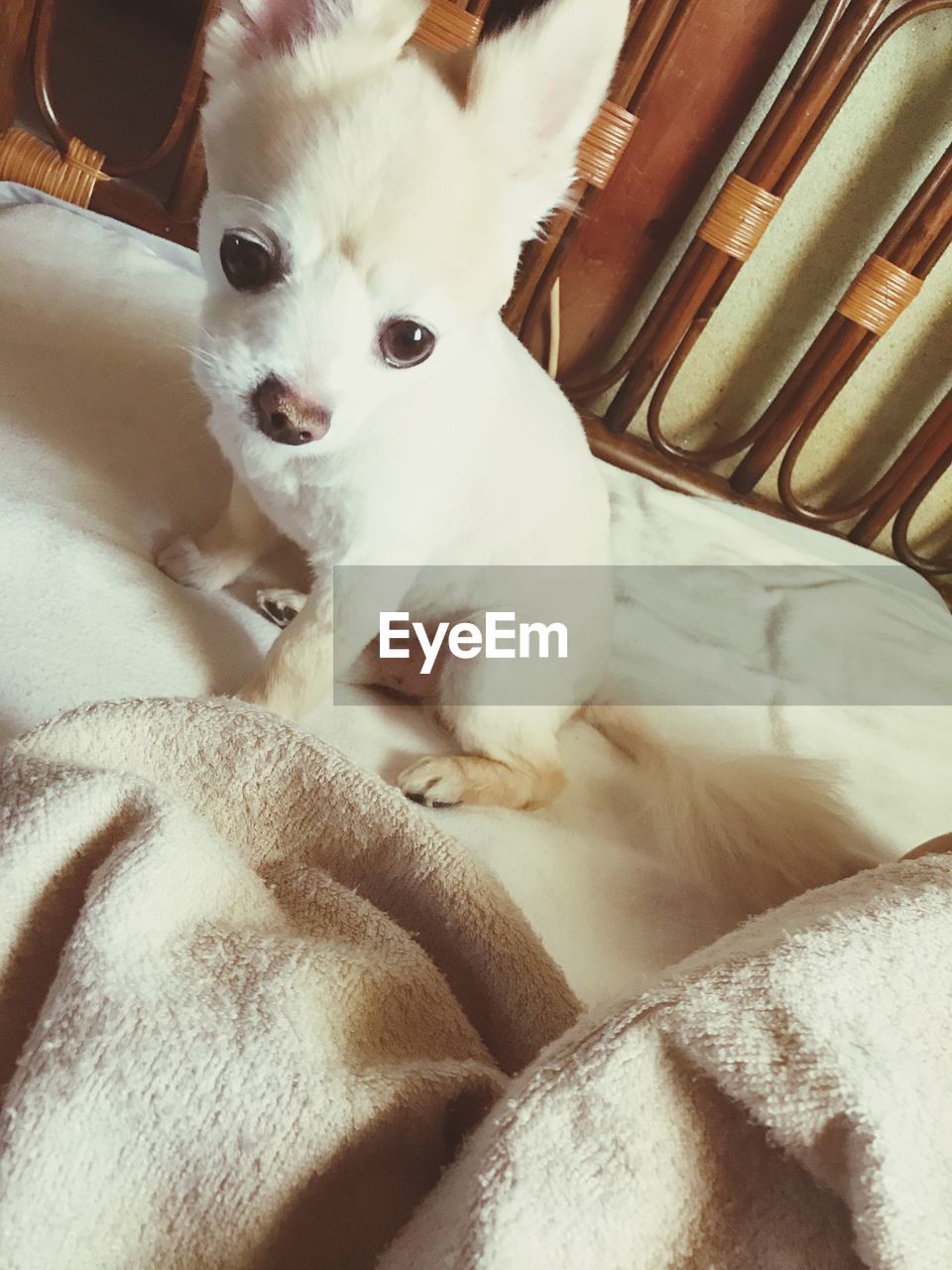 PORTRAIT OF DOG RELAXING ON BED AT HOME