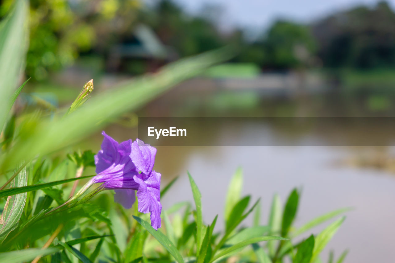 CLOSE-UP OF PURPLE FLOWER