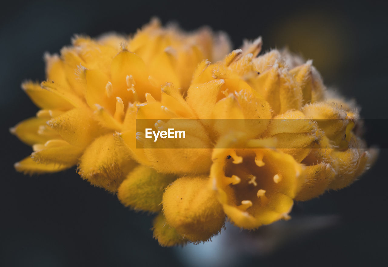 CLOSE-UP OF YELLOW FLOWERING PLANT