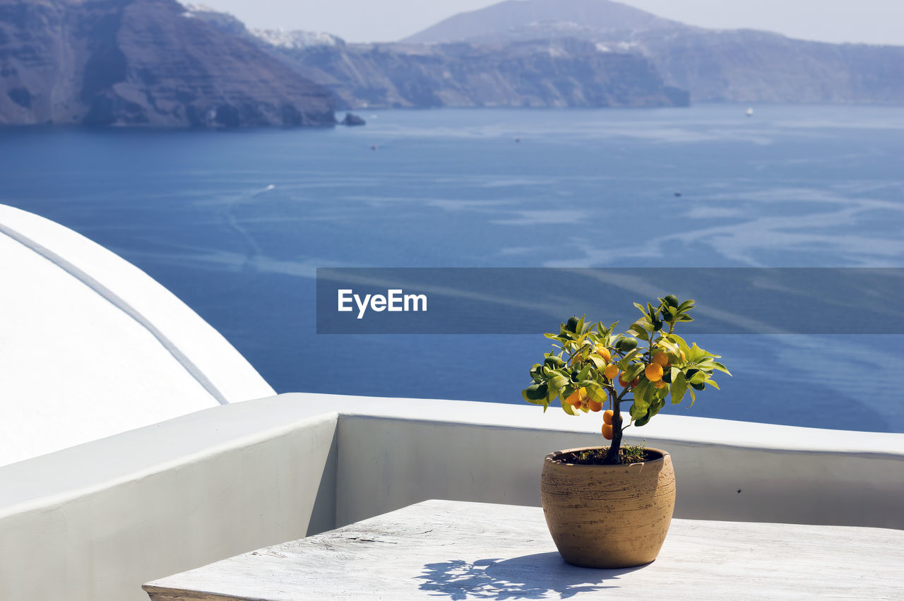 Santorini, greece a pot with flower or plant and a plate on a wooden table against sea ocean