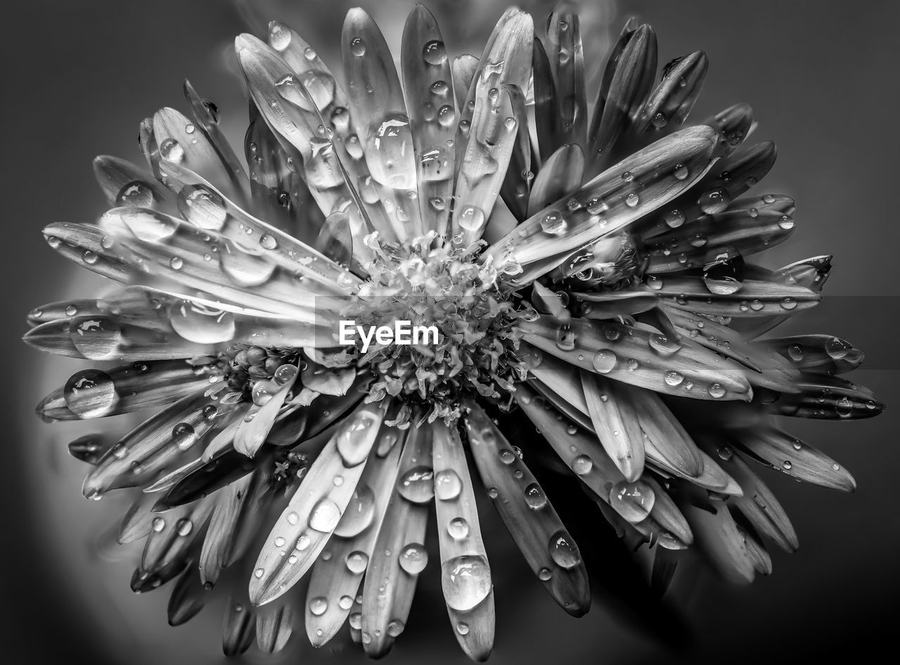 Close-up of wet flower against black background
