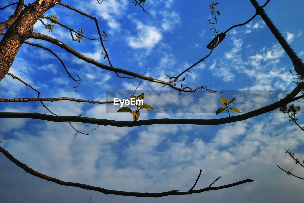 LOW ANGLE VIEW OF BIRD ON TREE BRANCH AGAINST SKY