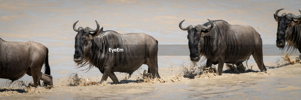 Line of four blue wildebeest crossing lake