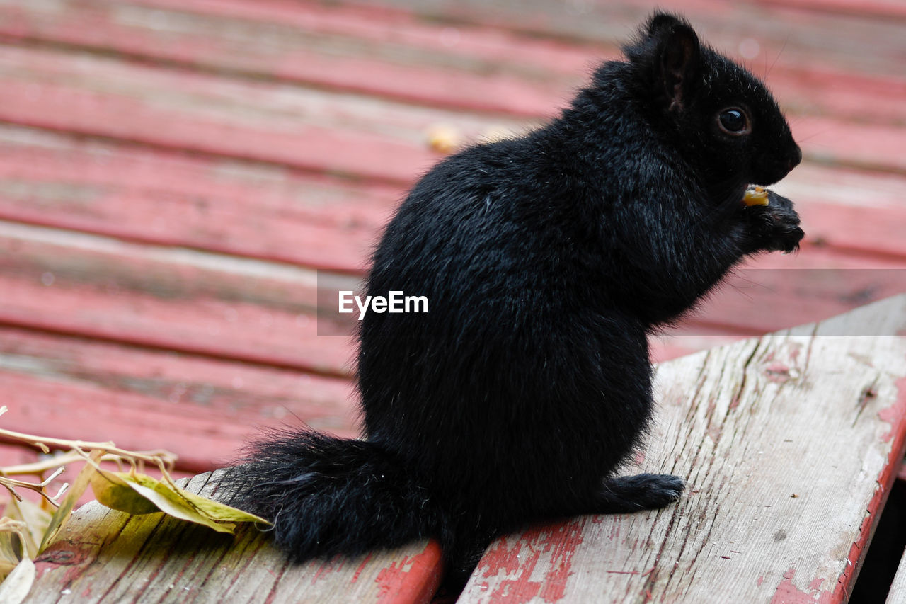 Close-up of a black squirrel with no tail