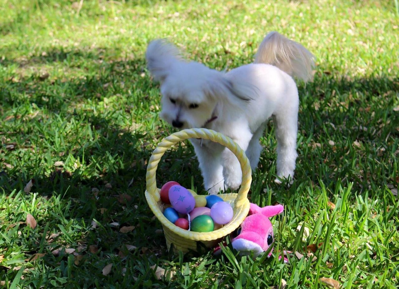 Maltipoo with easter eggs in basket on grassy field