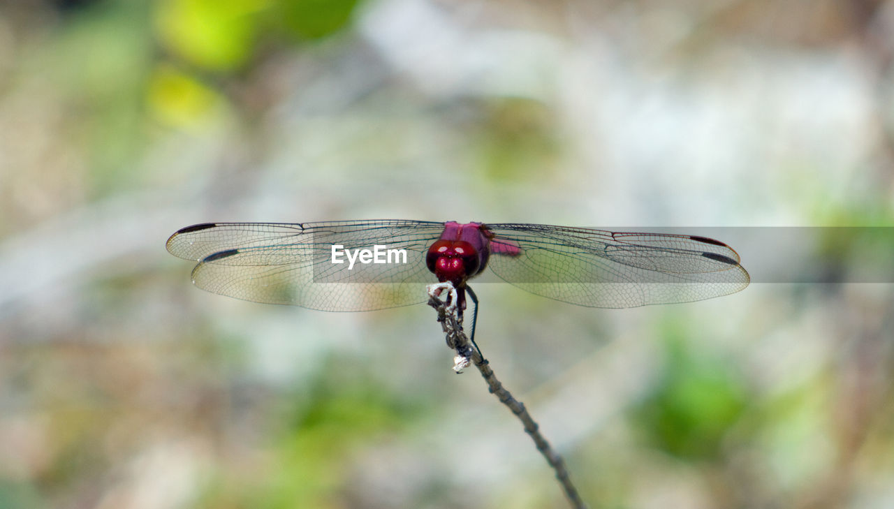 Close-up of red dragonfly on plant