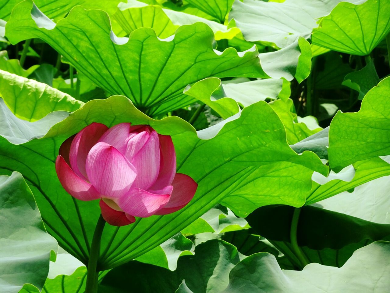 CLOSE-UP OF PINK FLOWER BLOOMING IN PARK