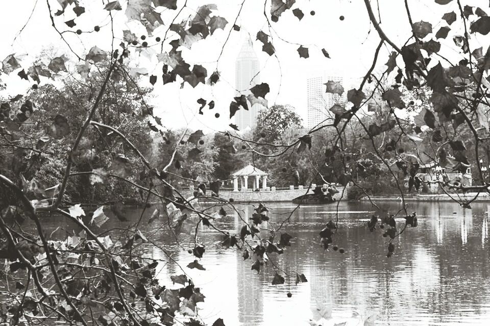 TREES REFLECTING IN WATER