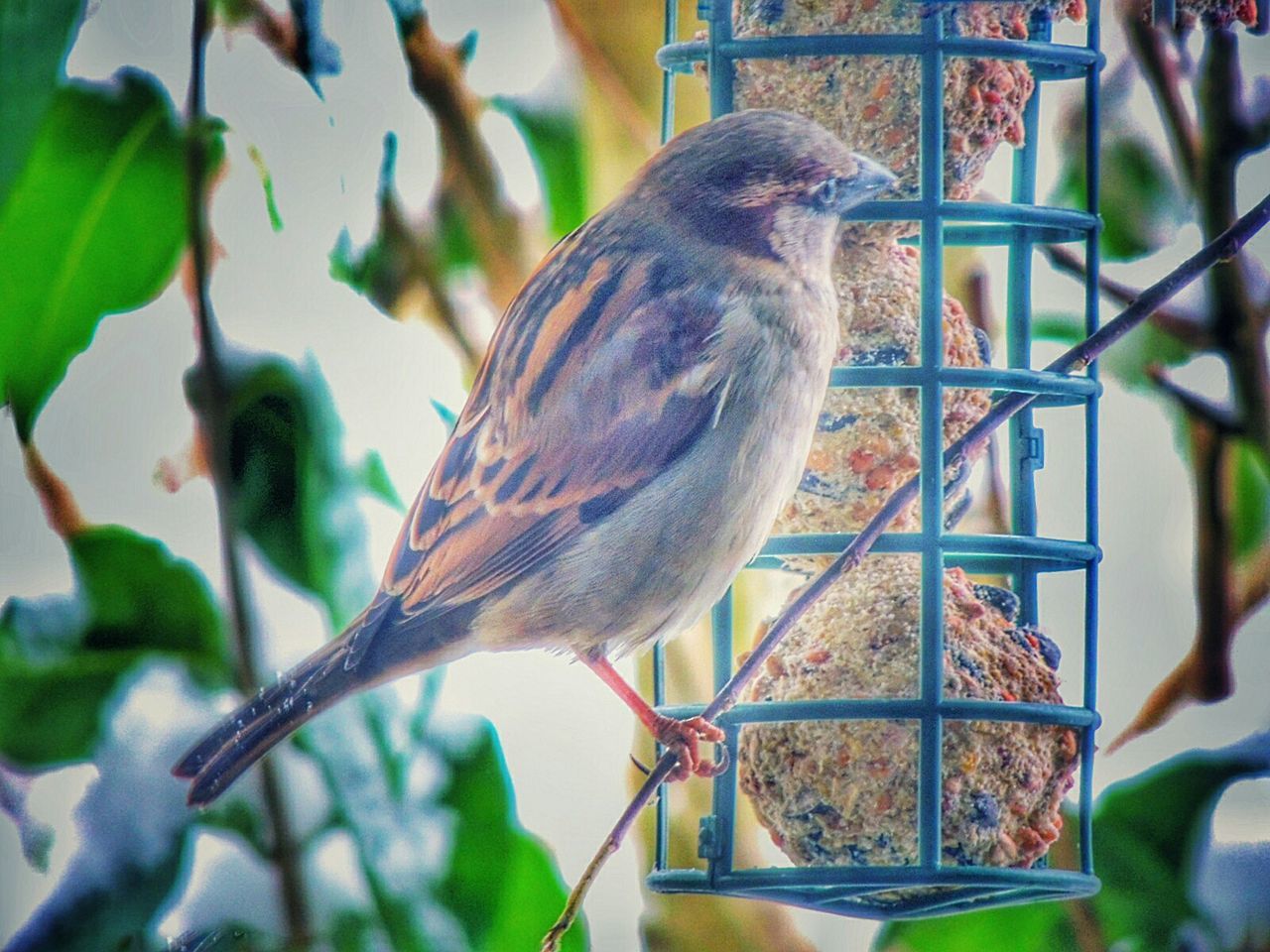 CLOSE-UP OF BIRDS PERCHING ON BRANCH