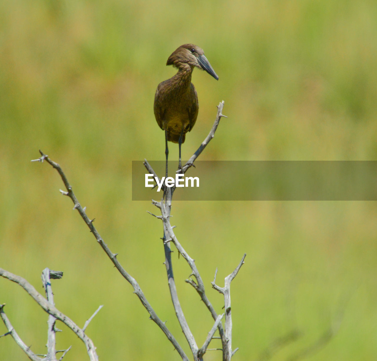 BIRD PERCHING ON TWIG