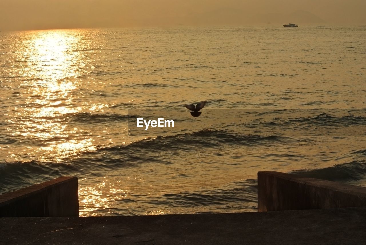 SEAGULL ON A BEACH