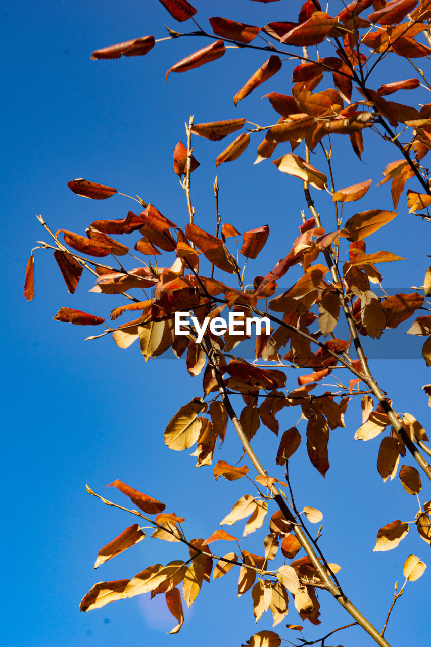 Low angle view of autumnal tree against blue sky