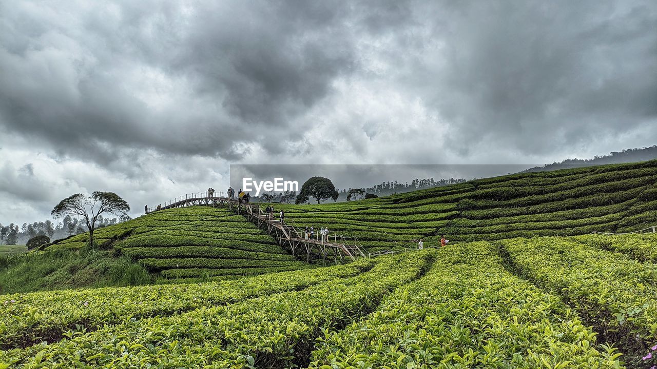 environment, landscape, crop, land, agriculture, cloud, field, sky, plant, rural scene, nature, tea crop, scenics - nature, environmental conservation, farm, food and drink, social issues, growth, overcast, plantation, beauty in nature, travel, hill, rural area, valley, green, food, architecture, flower, darjeeling tea, tropical climate, outdoors, tourism, tea, no people, assam tea, building, travel destinations, tree, freshness, dramatic sky, soil, tropical tree, occupation, green tea, highland, in a row