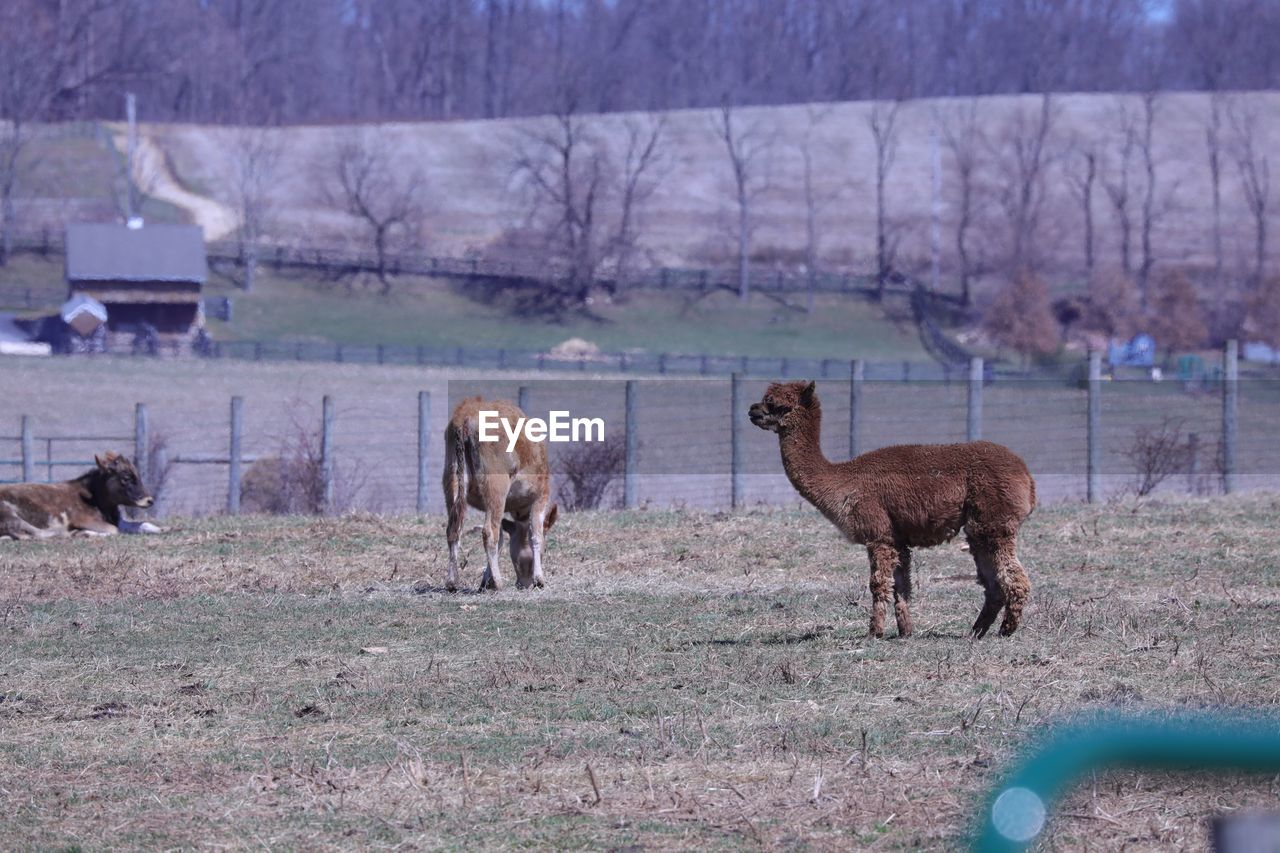 Lamas standing in a field