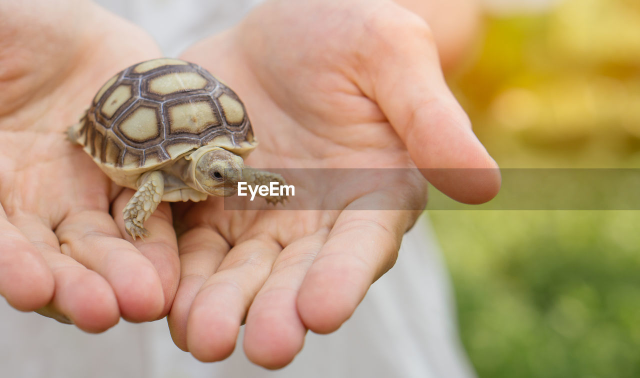 hand, animal themes, animal, turtle, one animal, animal wildlife, tortoise, reptile, holding, one person, pet, close-up, child, wildlife, focus on foreground, shell, animal shell, childhood, nature, domestic animals, men, young animal, adult, outdoors, nail, tortoise shell, day, finger