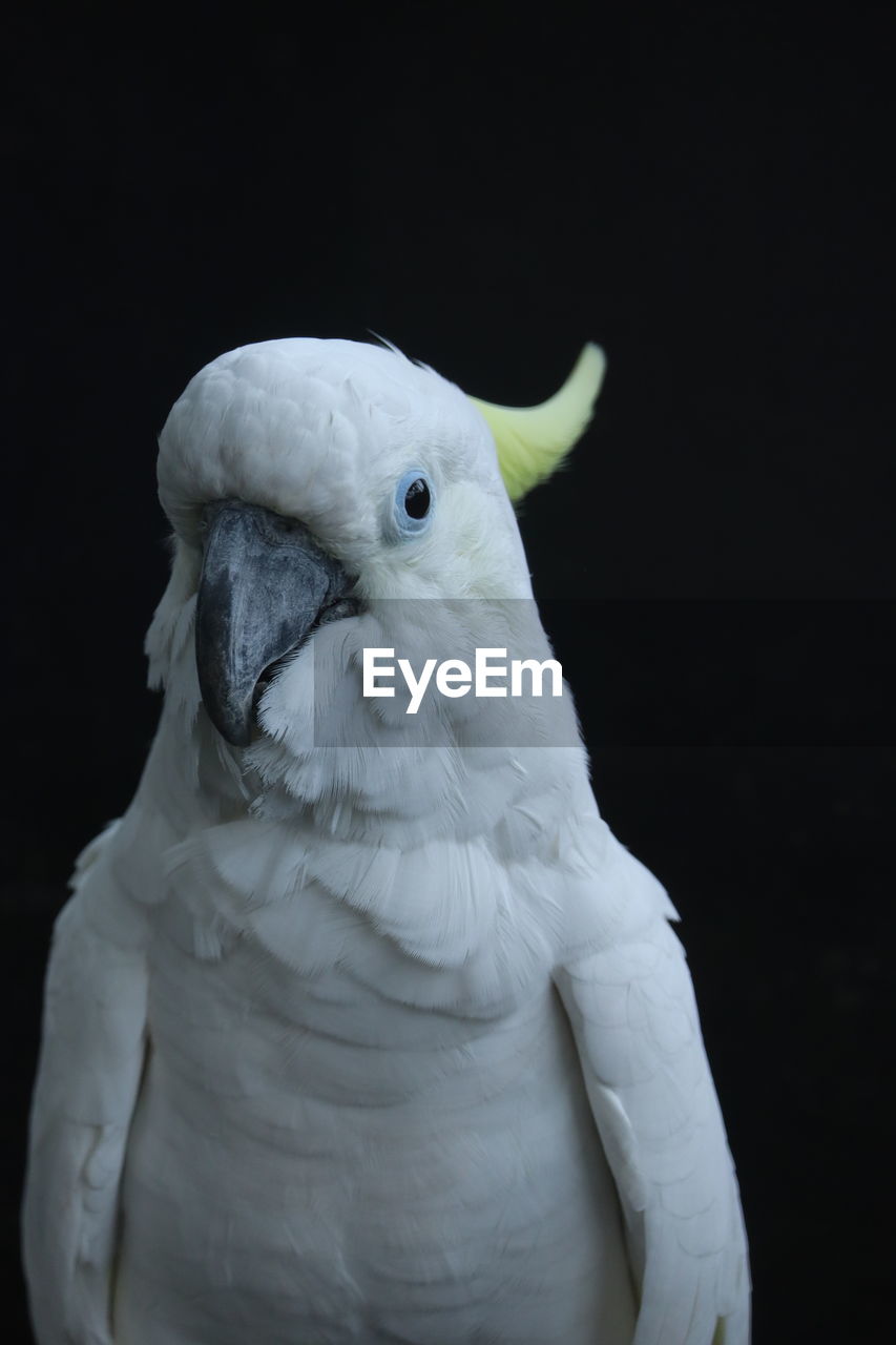 Close-up of a bird