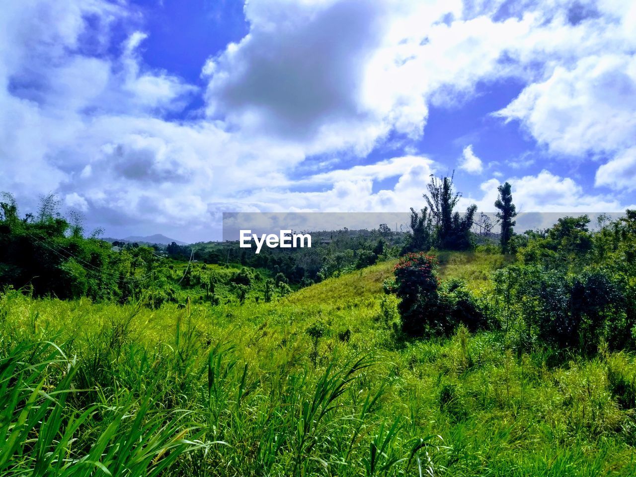 GREEN LANDSCAPE AGAINST SKY