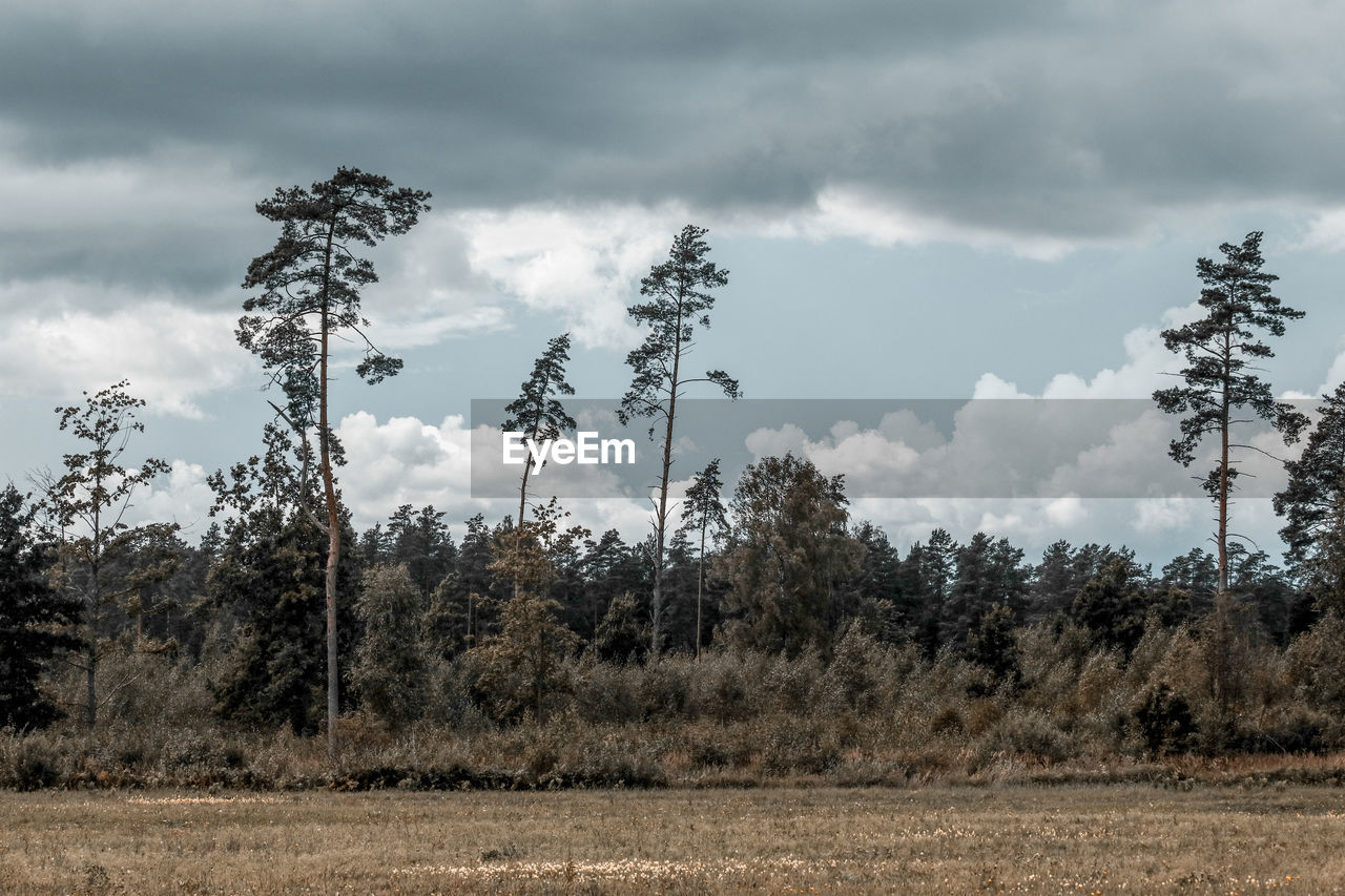 PLANTS GROWING ON LAND AGAINST SKY