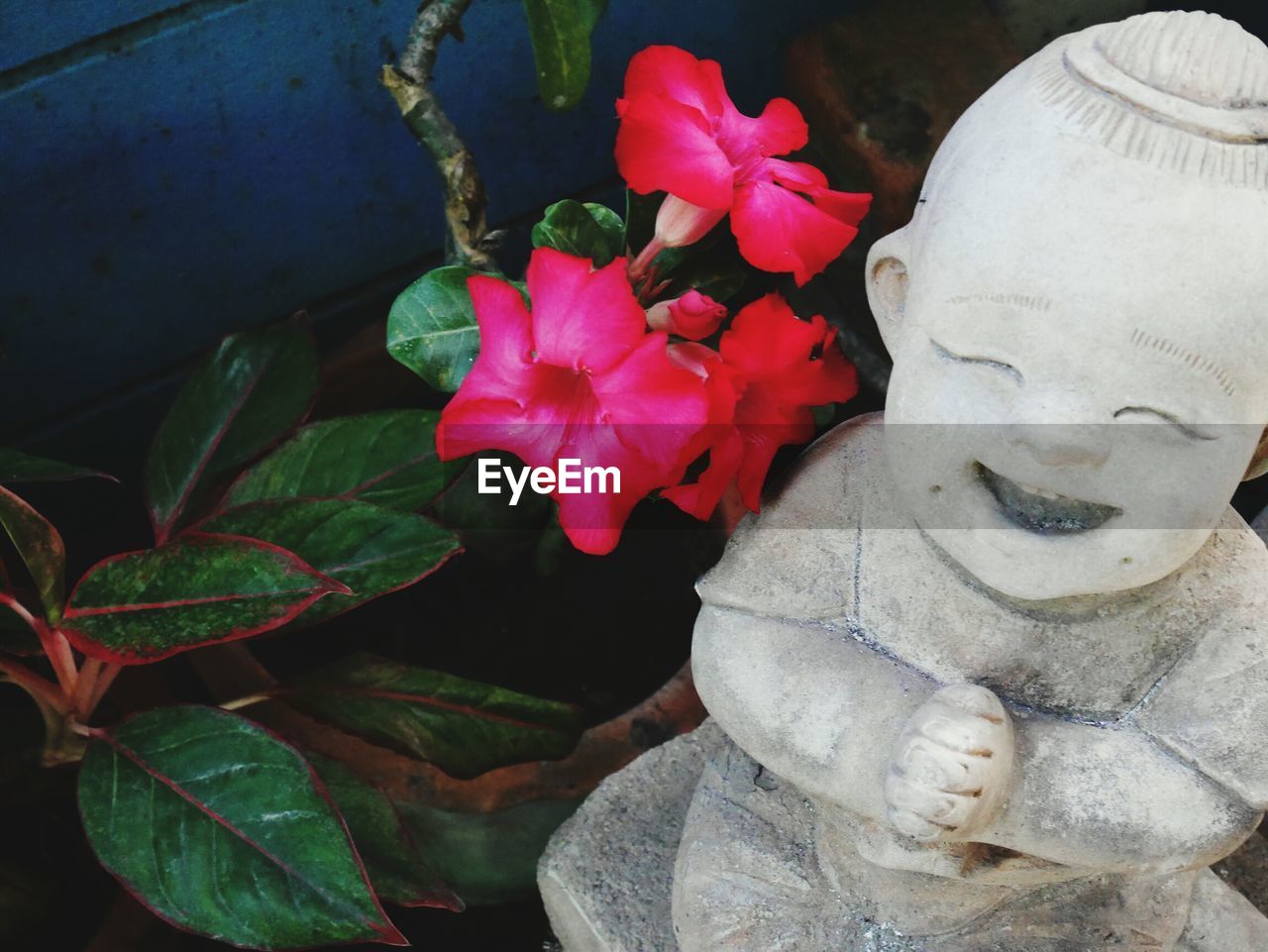 CLOSE-UP OF FLOWERS AND PLANTS