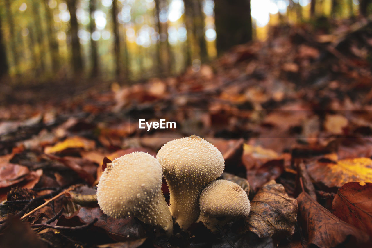 CLOSE-UP OF MUSHROOMS GROWING IN FOREST