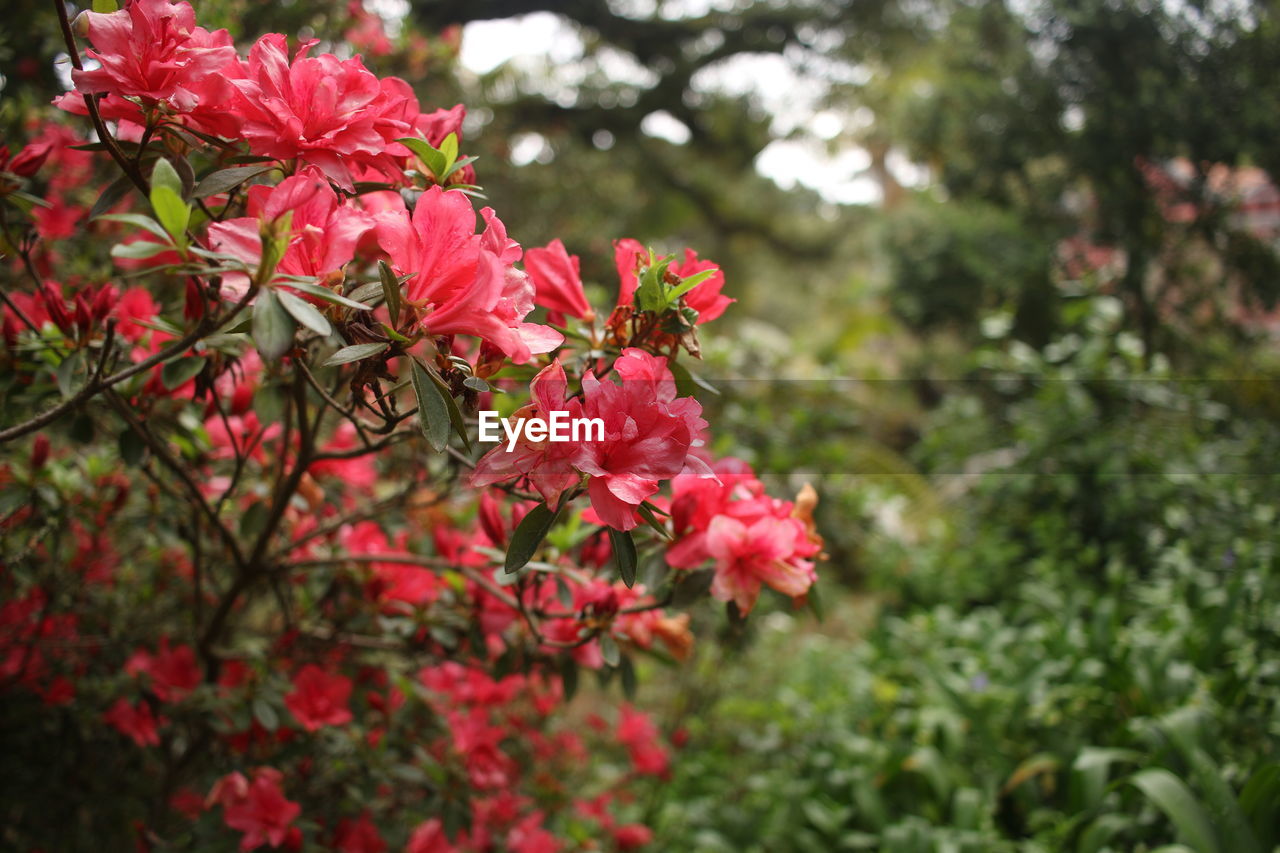 CLOSE-UP OF PINK FLOWERS ON PLANT