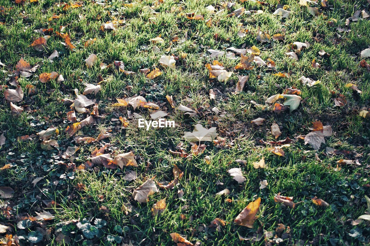 HIGH ANGLE VIEW OF LEAVES FALLING ON FIELD