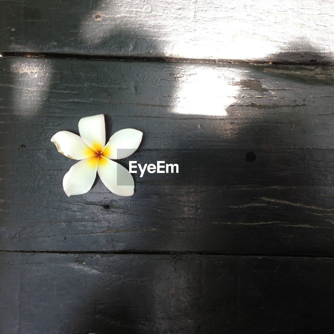 Close up of white flower